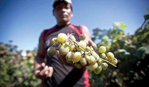 用于生产皮斯科的葡萄生长在智利和秘鲁两个地区，但生产这种烈酒的方法不同