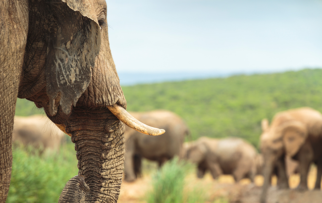 南非，大象